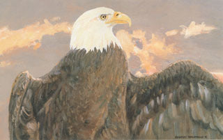 Bald Eagle Head, Regal Eagle Print, Eagle Fine Art, America's